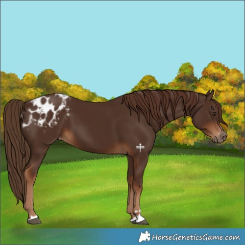 Horse Color:Gray Chestnut Blanket 