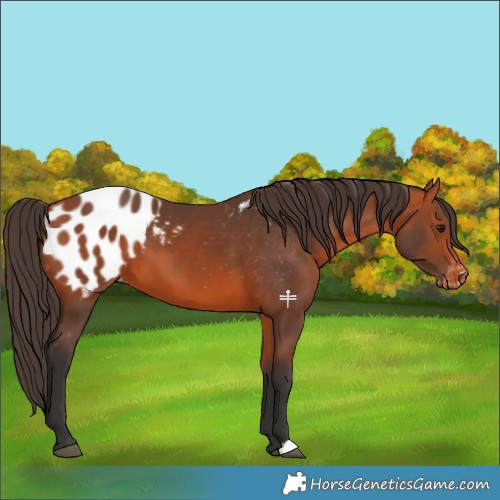 Horse Color:Bay Appaloosa 