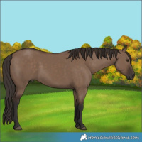 Horse Color:Liver Red Dun Rabicano 