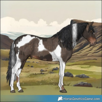 Horse Color:Liver Chestnut  and Brown Dun Tobiano 