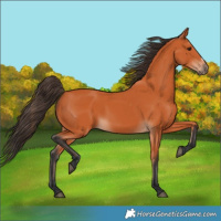 Horse Color:Bay Frame 