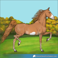 Horse Color:Chestnut Frame