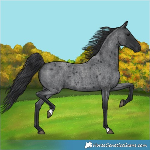 Horse Color:Blue Roan 