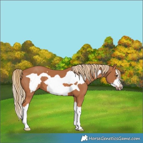 Horse Color:Chestnut Splash Frame 