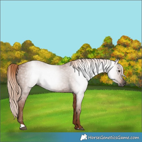 Horse Color:Gray Chestnut 