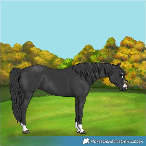 Horse Color:Black 