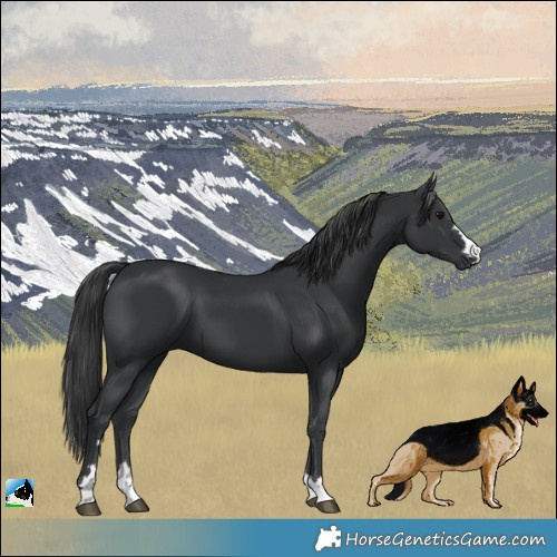 Horse Color:Black 