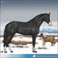 Horse Color:Black Splash 