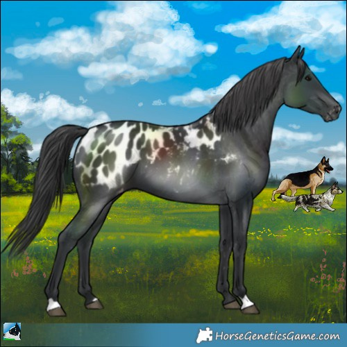 Horse Color:Black Blanket
