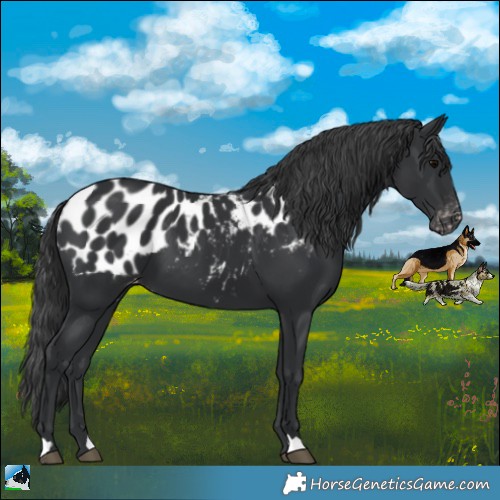 Horse Color:Black Appaloosa