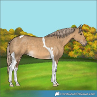 Horse Color:Chocolate Palomino Dun Tobiano