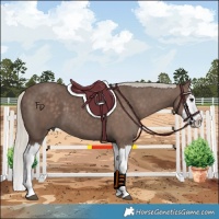 Horse Color:Silver Black Splash 