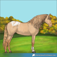 Horse Color:Red Dun Appaloosa and Red Dun Appaloosa