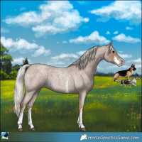 Horse Color:Silver Blue Roan Sabino 