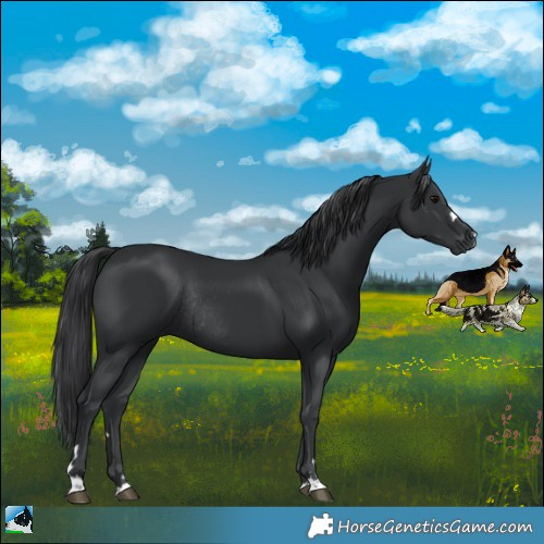 Horse Color:Black Rabicano 