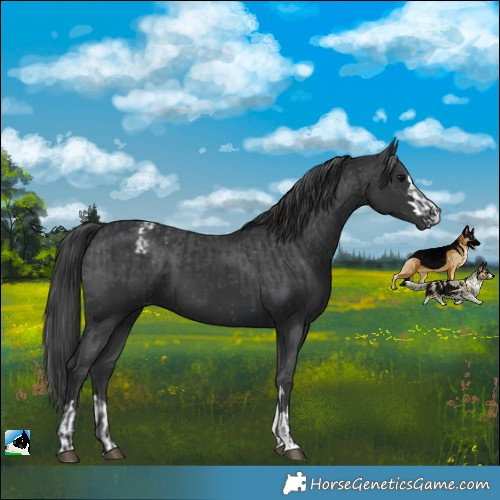 Horse Color:Black  and Black Appaloosa 