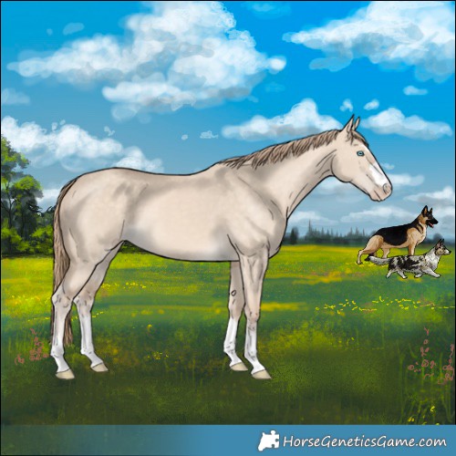 Horse Color:Perlino Dun 