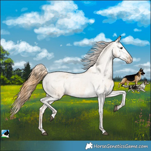 Horse Color:Red Dun Appaloosa  and Red Dun Splash Appaloosa 