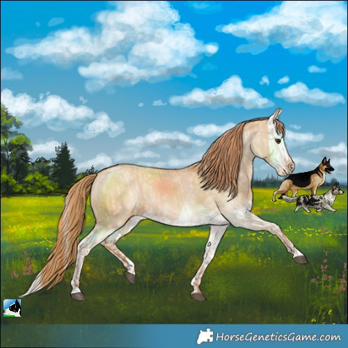 Horse Color:Red Dun Varnish  and Red Dun Splash Varnish 