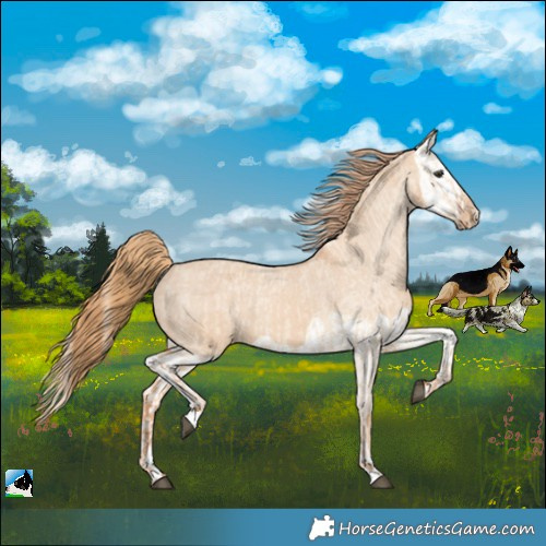 Horse Color:Red Dun Appaloosa and Red Dun Splash Appaloosa