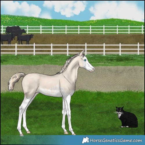 Horse Color:Cremello Splash  and Perlino Splash 