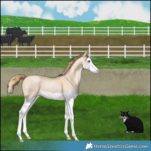 Horse Color:Perlino Splash  and Buckskin Pearl Splash 