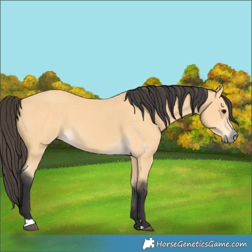 Horse Color:Buckskin 