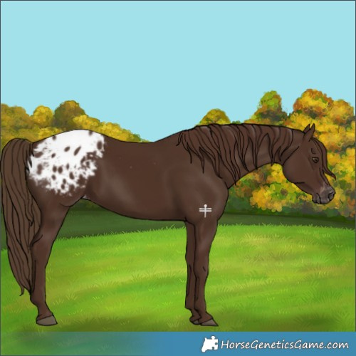 Horse Color:Gray Chestnut Blanket 