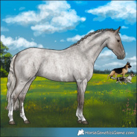 Horse Color:Silver Blue Roan Sabino