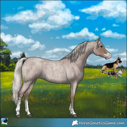 Horse Color:Silver Blue Roan Sabino 