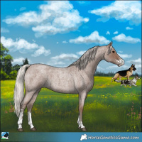 Horse Color:Silver Blue Roan Sabino 