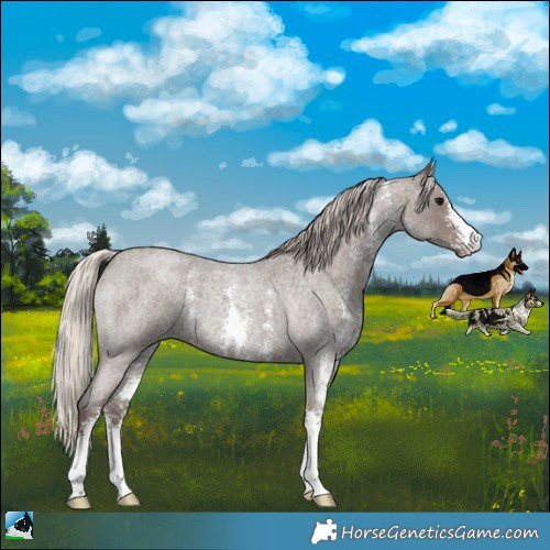 Horse Color:Silver Blue Roan Sabino 