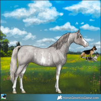 Horse Color:Silver Blue Roan Sabino