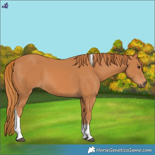 Horse Color:Chestnut Tobiano