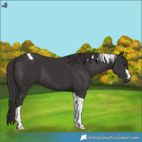Horse Color:Smoky Black Tobiano 
