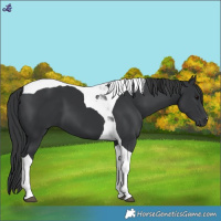 Horse Color:Black Tobiano 