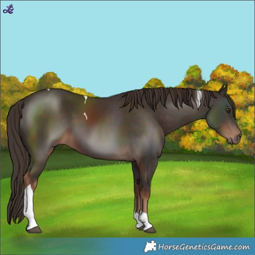 Horse Color:Liver Chestnut Tobiano
