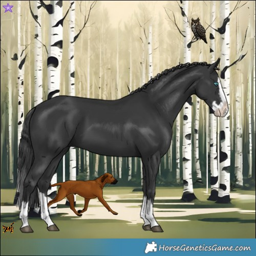 Horse Color:Black Splash 