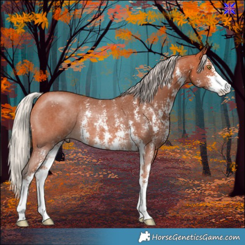 Horse Color:Silver Bay Sabino Rabicano 