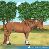 Horse Color:Chestnut Tobiano 
