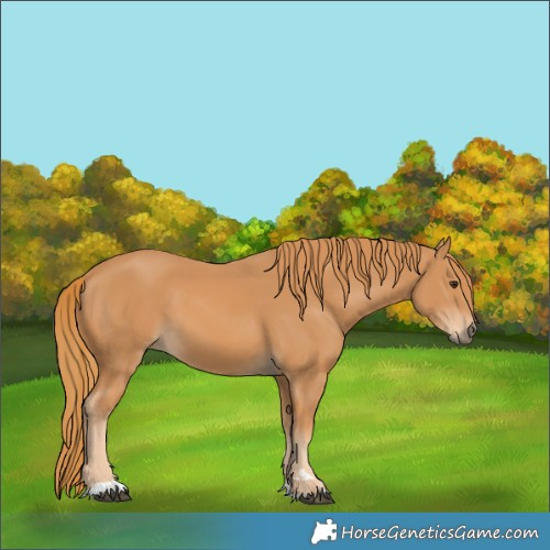 Horse Color:Chestnut 