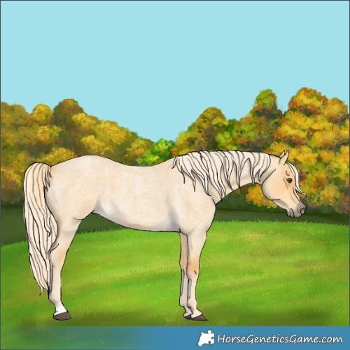 Horse Color:Palomino Roan Dun 