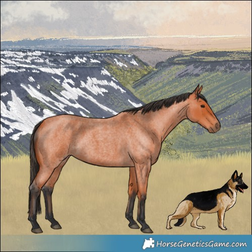 Horse Color:Bay Roan 