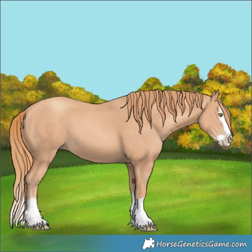 Horse Color:Gold Champagne Splash 
