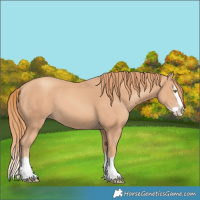 Horse Color:Gold Champagne Splash 