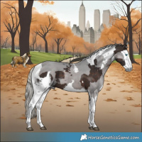 Horse Color:Silver Brown Merle