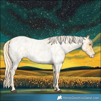 Horse Color:Palomino Roan Near Leopard  and Palomino Roan Near Leopard 