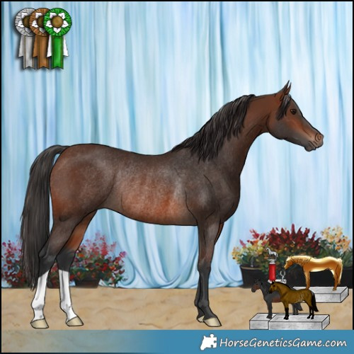 Horse Color:Brown Rabicano 