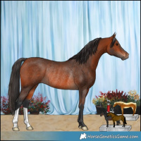 Horse Color:Brown Rabicano 