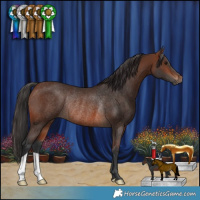 Horse Color:Brown Rabicano 